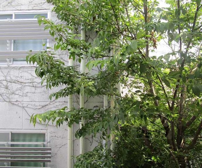 【トミーハイツ】間取